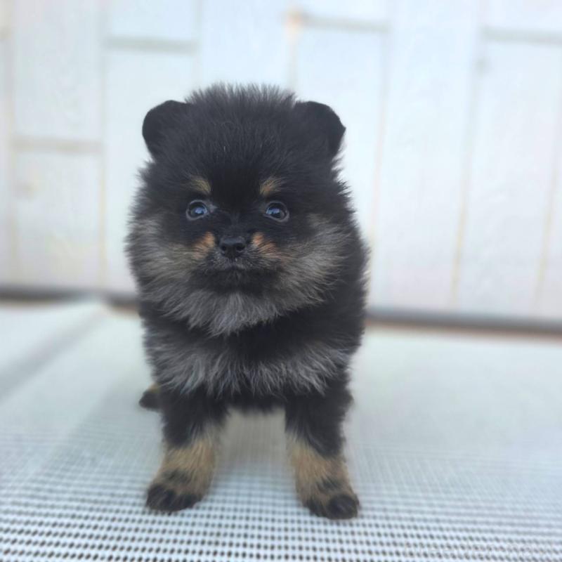 販売中の茨城県のポメラニアン-425546の9枚目