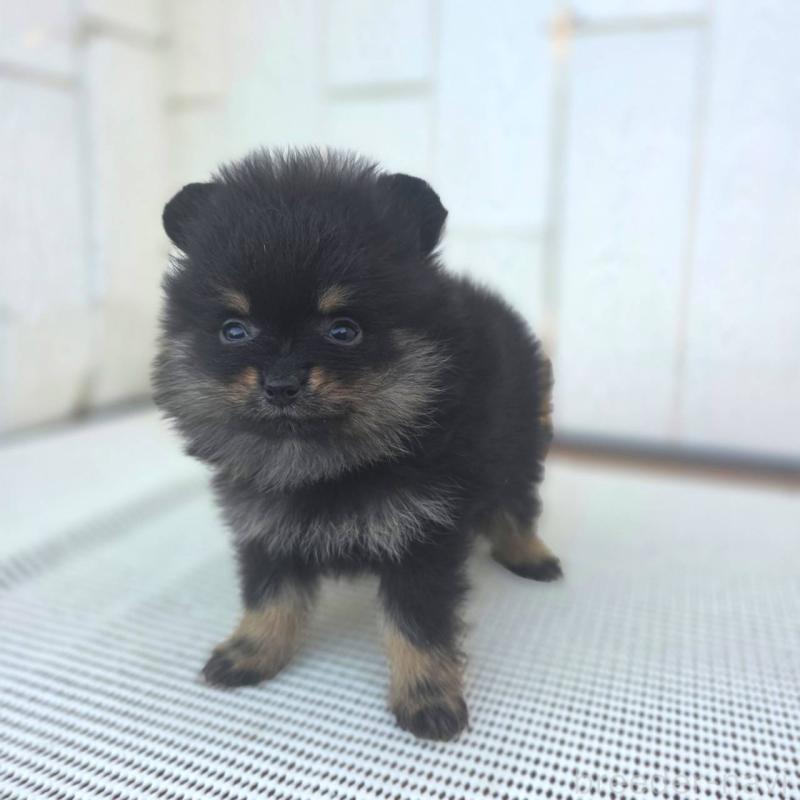 販売中の茨城県のポメラニアン-425546の8枚目