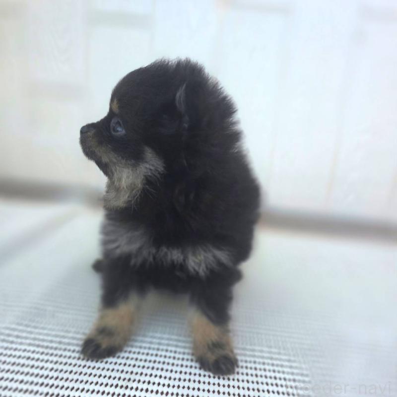 販売中の茨城県のポメラニアン-425546の7枚目