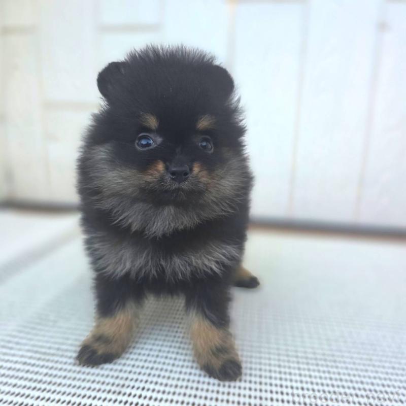 販売中の茨城県のポメラニアン-425546の6枚目