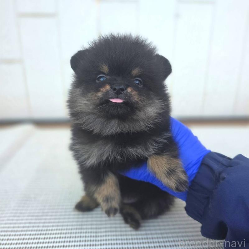 販売中の茨城県のポメラニアン-425546の4枚目