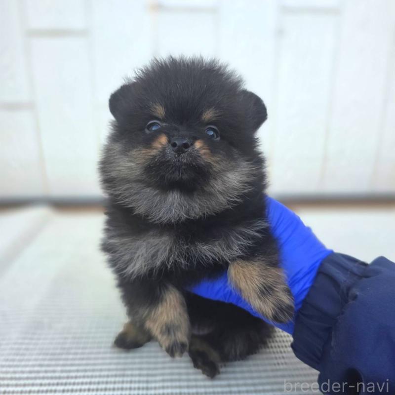 販売中の茨城県のポメラニアン-425546の5枚目