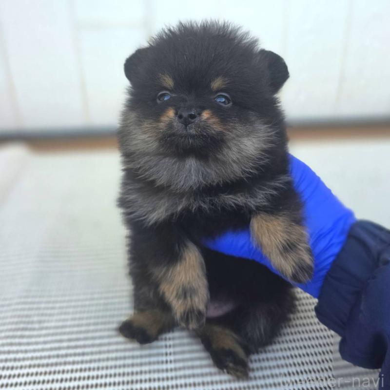 販売中の茨城県のポメラニアン-425546の1枚目