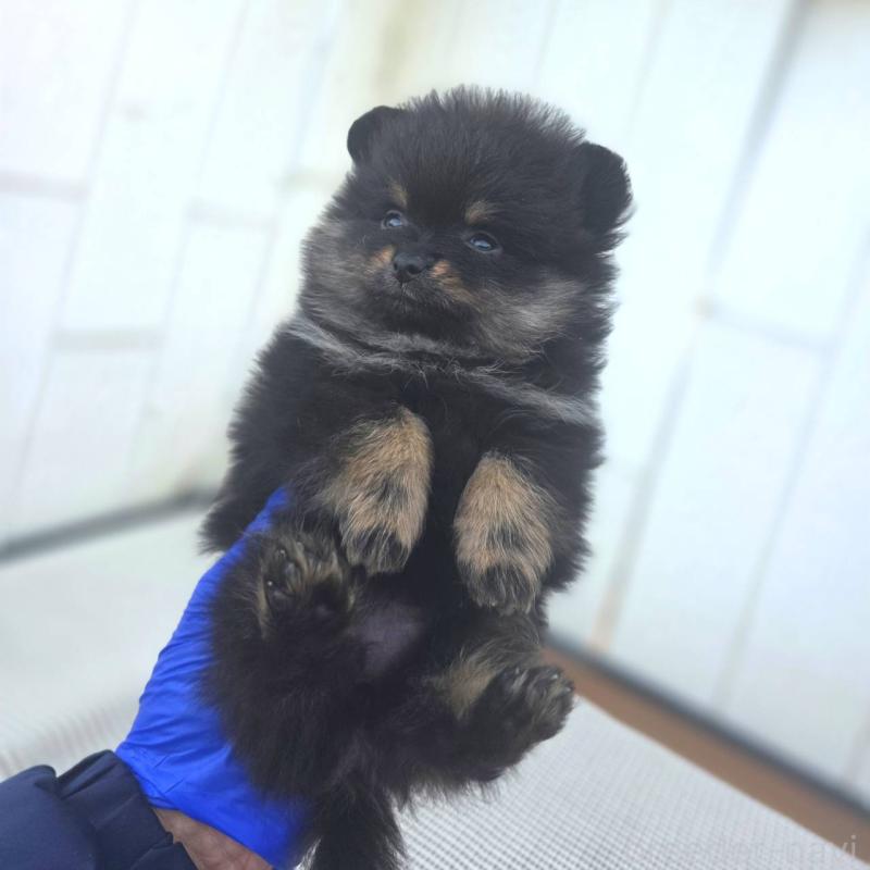 販売中の茨城県のポメラニアン-425546の3枚目