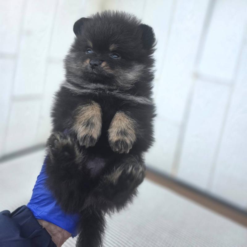 販売中の茨城県のポメラニアン-425546の2枚目