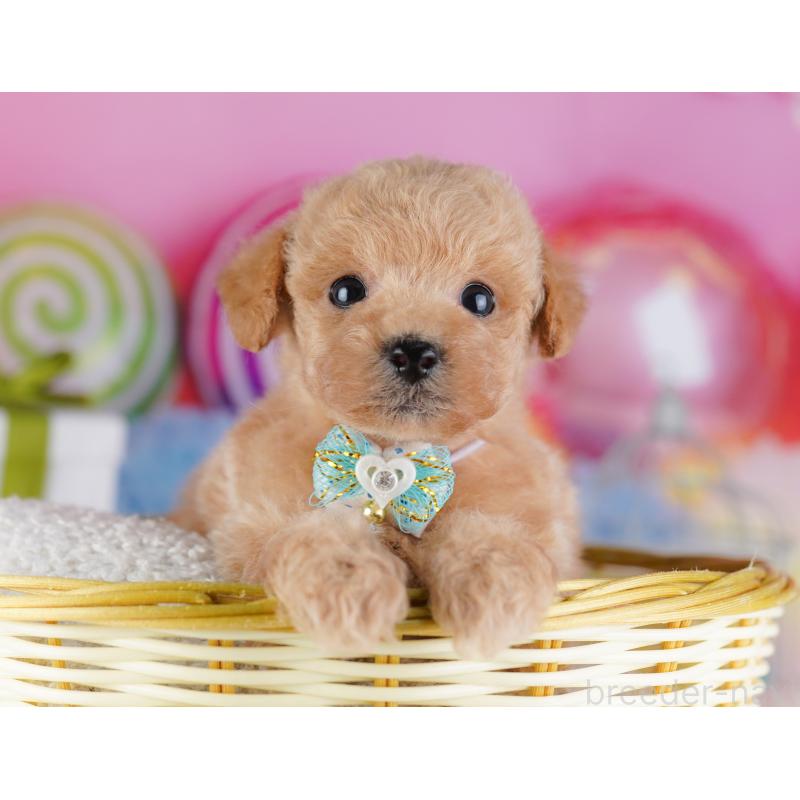 販売中の千葉県のトイプードル-425653の9枚目