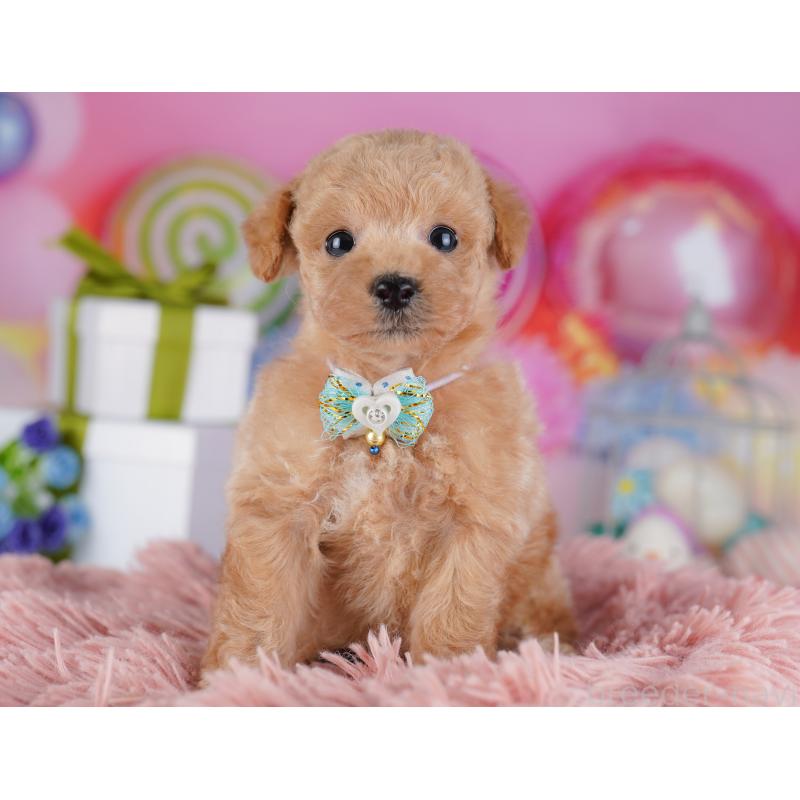 販売中の千葉県のトイプードル-425653の8枚目