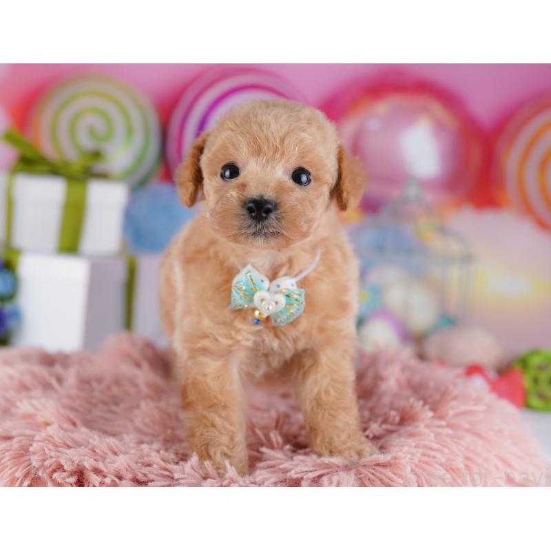 販売中の千葉県のトイプードル-425653の7枚目