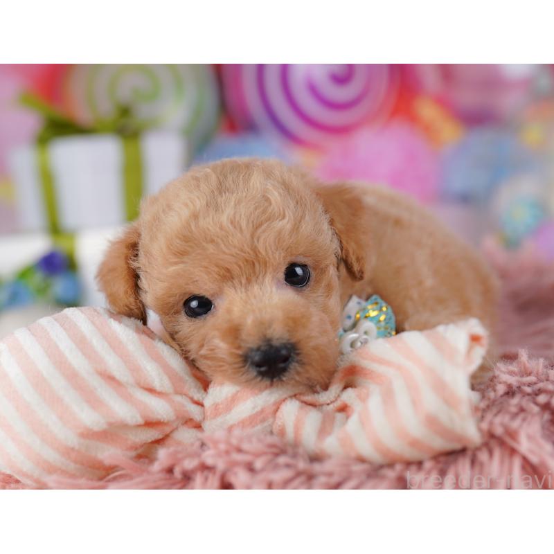 販売中の千葉県のトイプードル-425653の6枚目