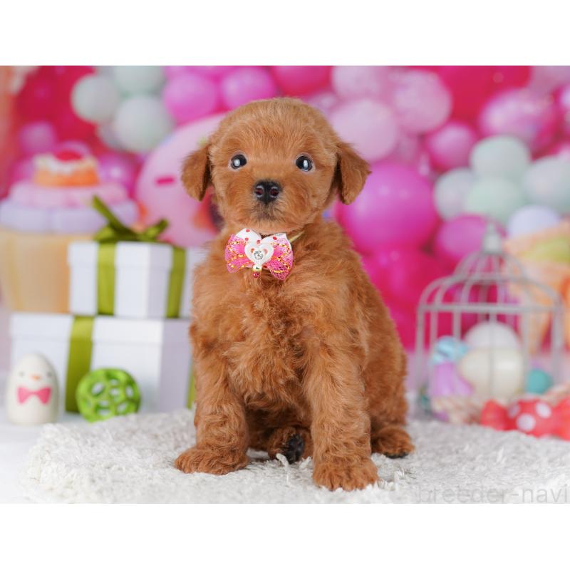 販売中の千葉県のトイプードル-425650の9枚目