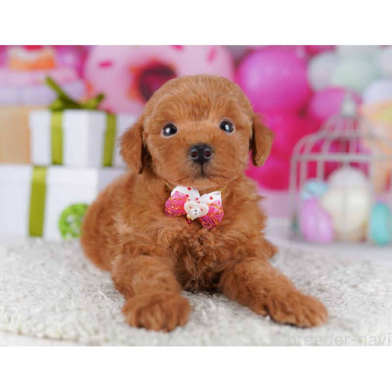 販売中の千葉県のトイプードル-425650の8枚目