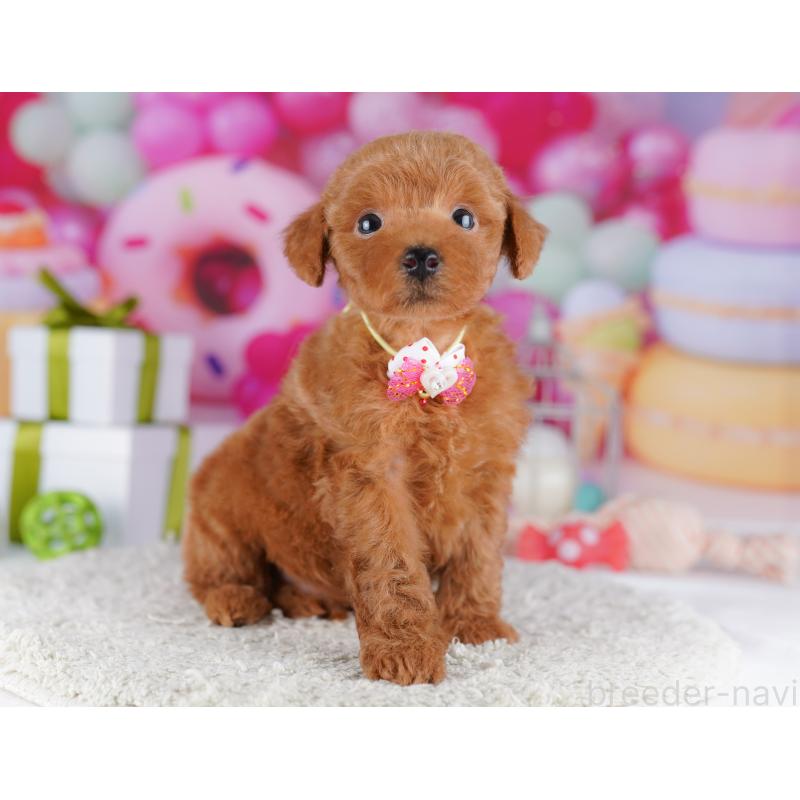 販売中の千葉県のトイプードル-425650