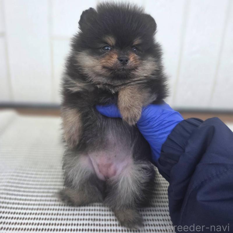 販売中の茨城県のポメラニアン-425547の9枚目