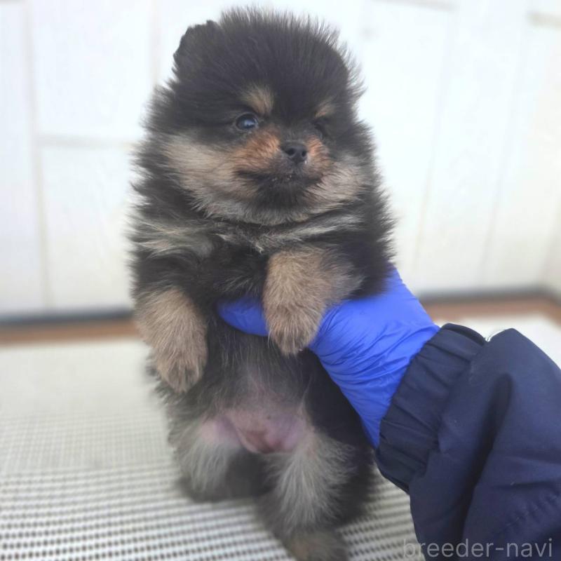販売中の茨城県のポメラニアン-425547の7枚目