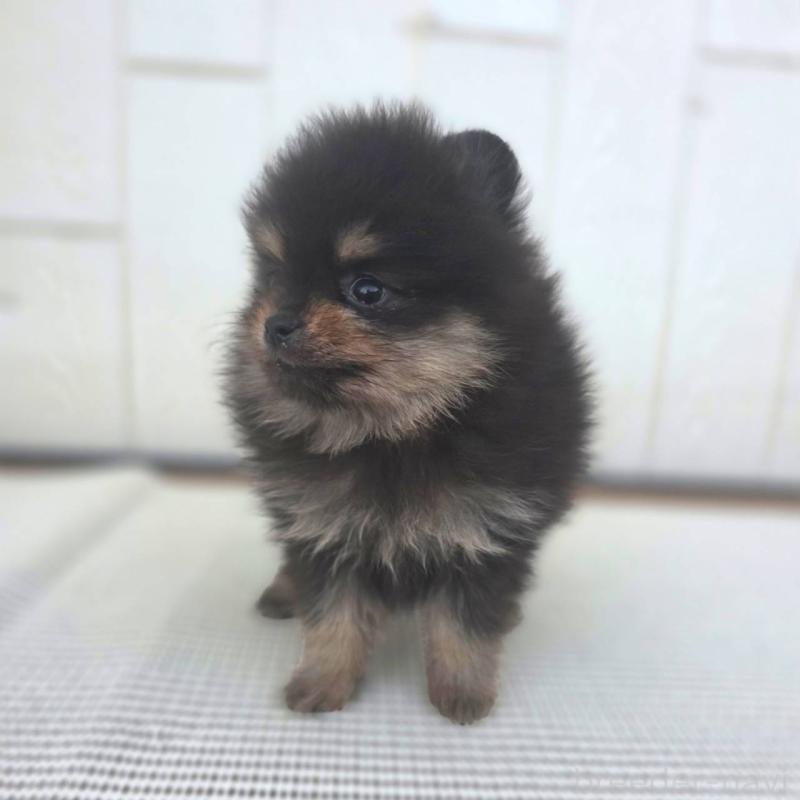 販売中の茨城県のポメラニアン-425547の8枚目