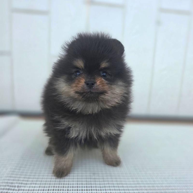 販売中の茨城県のポメラニアン-425547の6枚目