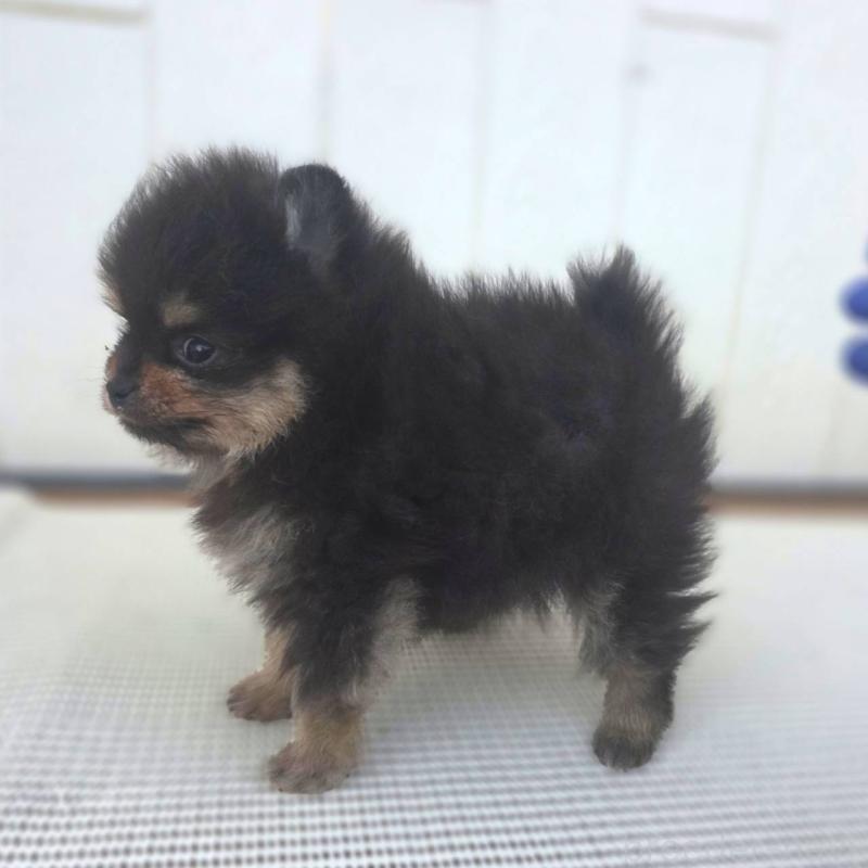 販売中の茨城県のポメラニアン-425547の5枚目