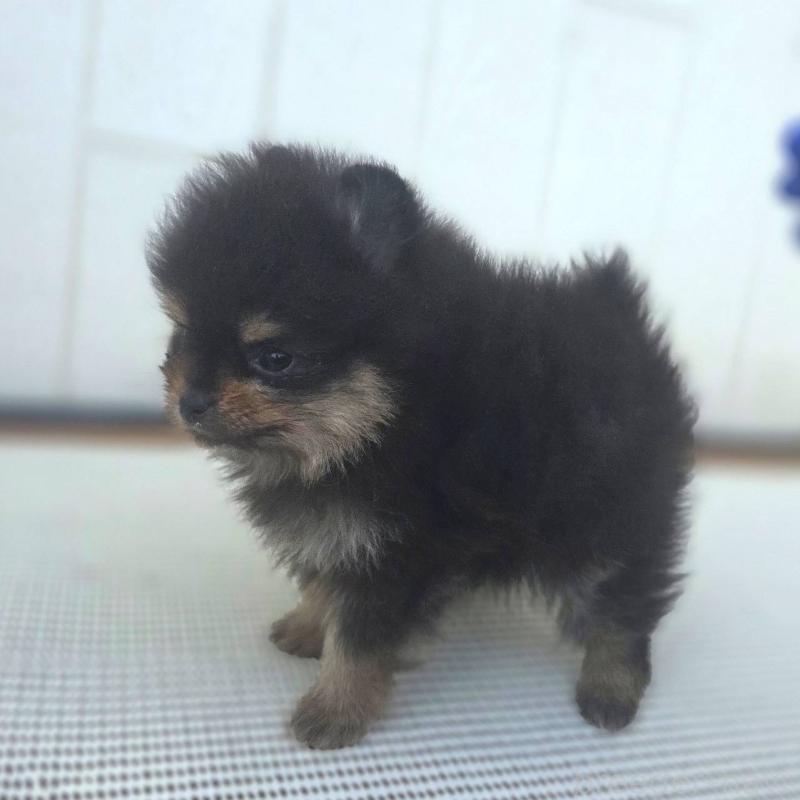 販売中の茨城県のポメラニアン-425547の4枚目