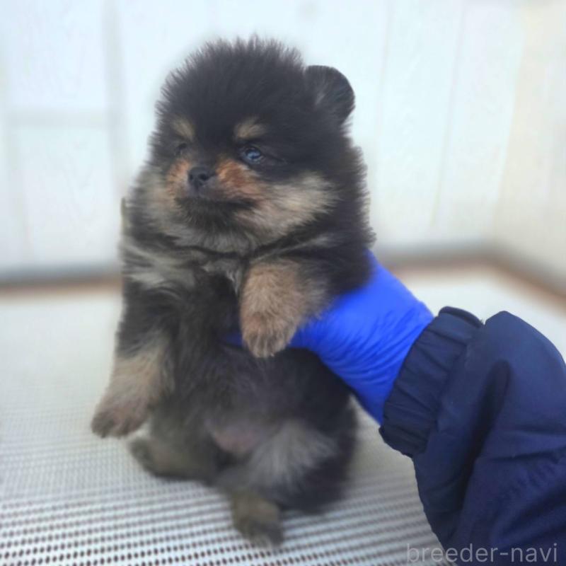 販売中の茨城県のポメラニアン-425547