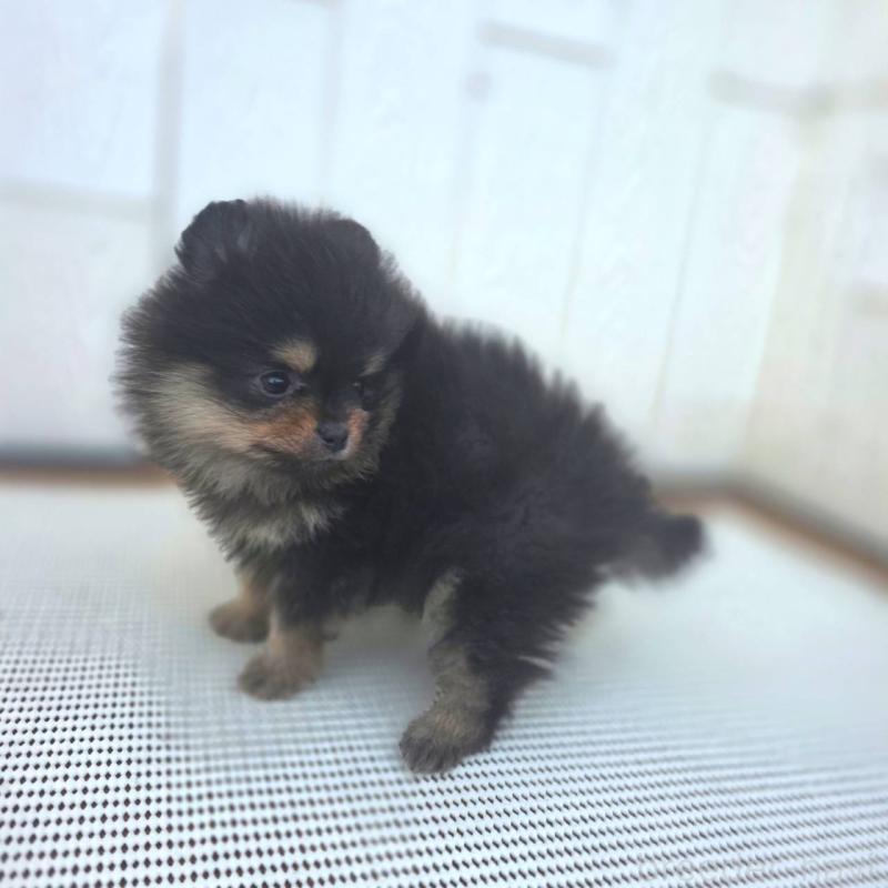 販売中の茨城県のポメラニアン-425547の3枚目