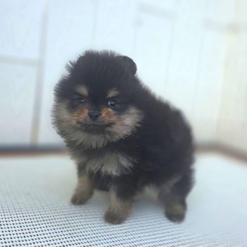 販売中の茨城県のポメラニアン-425547の2枚目