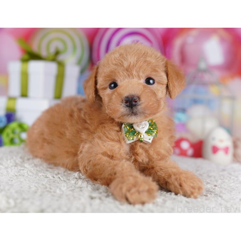 販売中の千葉県のトイプードル-425644