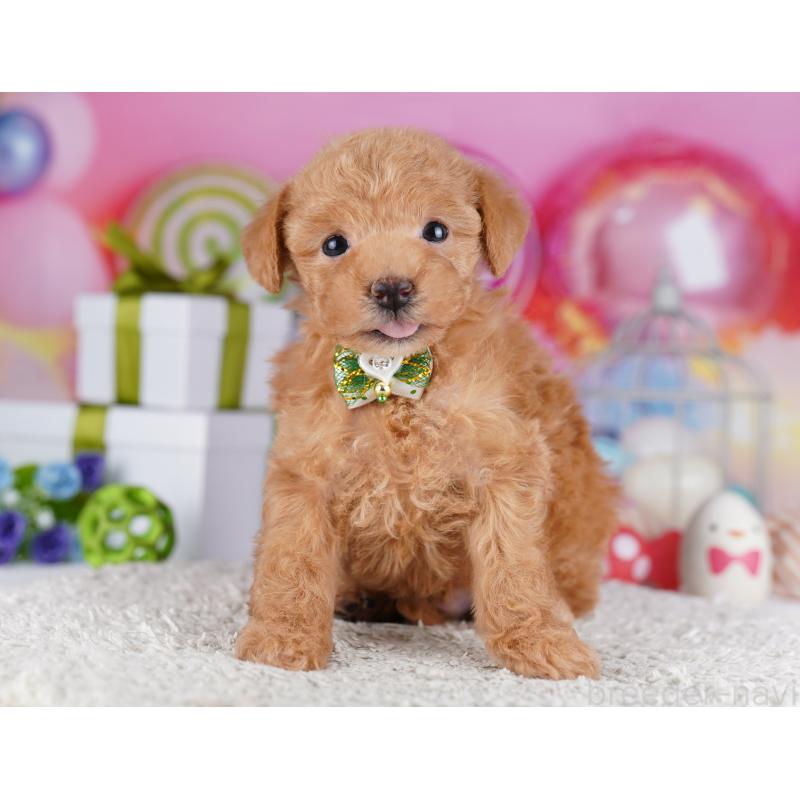 販売中の千葉県のトイプードル-425644の9枚目