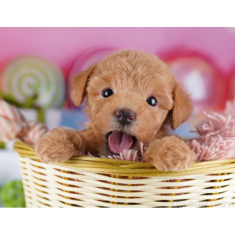 販売中の千葉県のトイプードル-425644の8枚目