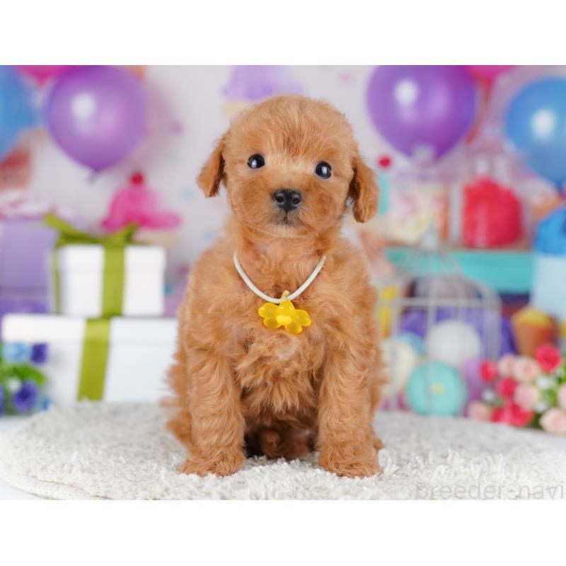 販売中の千葉県のトイプードル-425641の10枚目