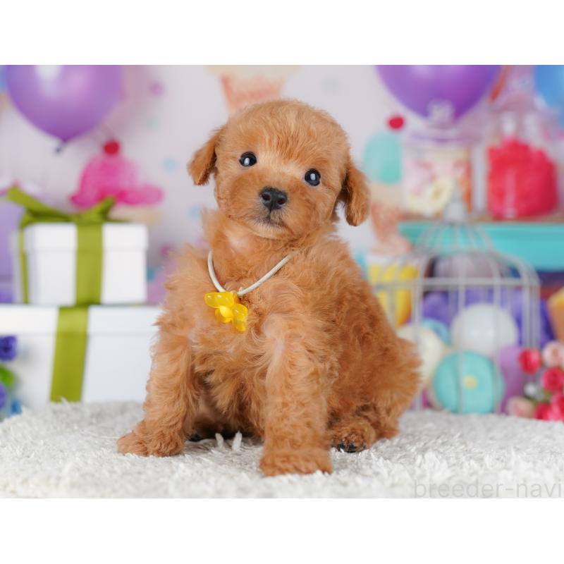 販売中の千葉県のトイプードル-425641の9枚目