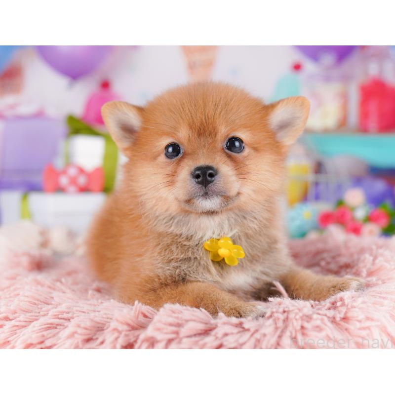 販売中の千葉県のミックス犬-425632の9枚目