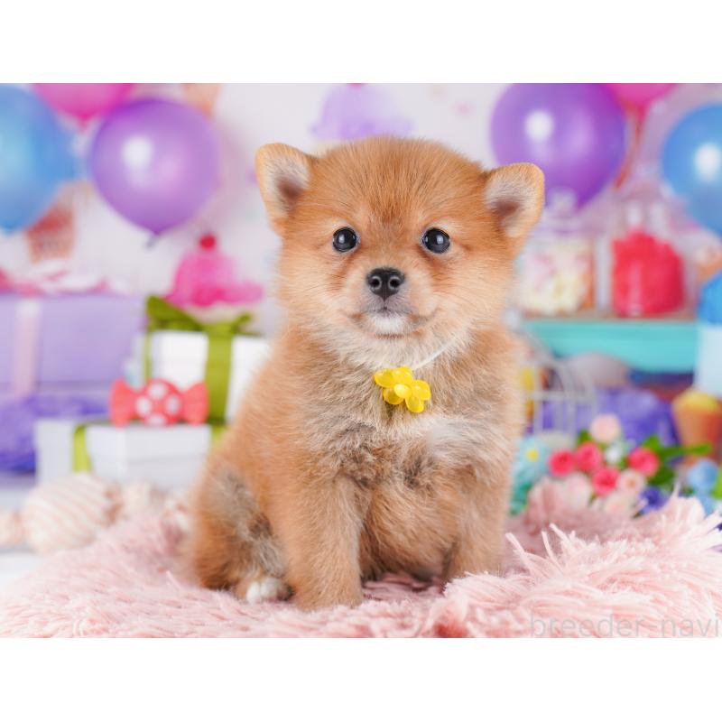 販売中の千葉県のミックス犬-425632の1枚目