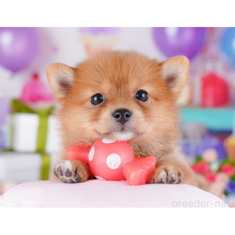 販売中の千葉県のミックス犬-425632の8枚目