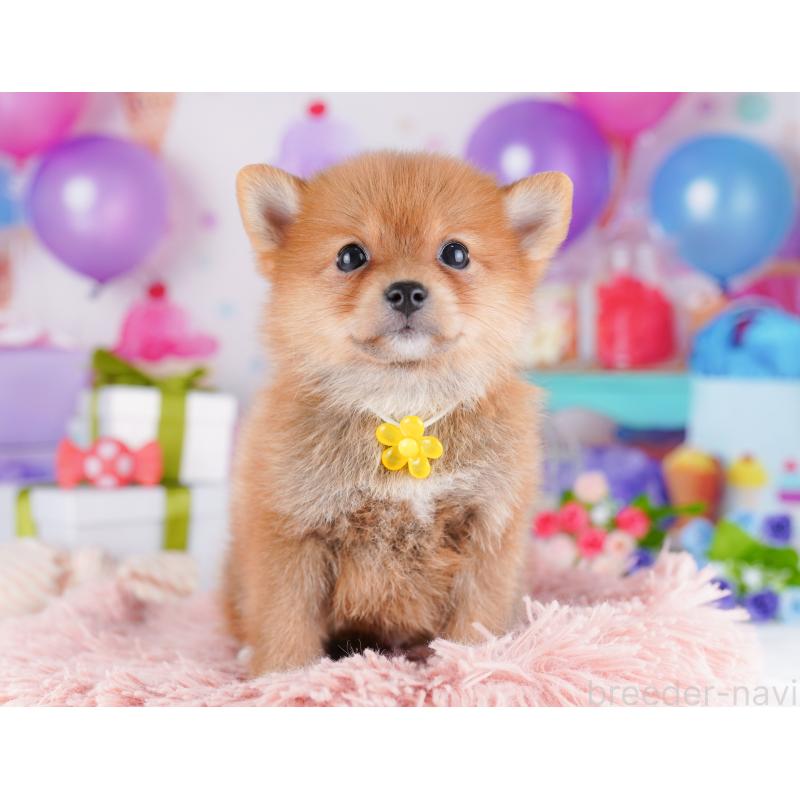 販売中の千葉県のミックス犬-425632の7枚目