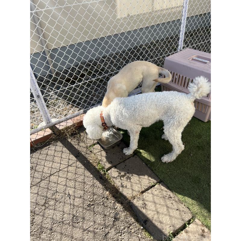 販売中の北海道のスタンダードプードル-425549の2枚目