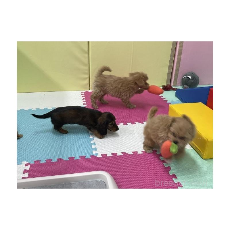 販売中の栃木県のトイプードル-425713の14枚目