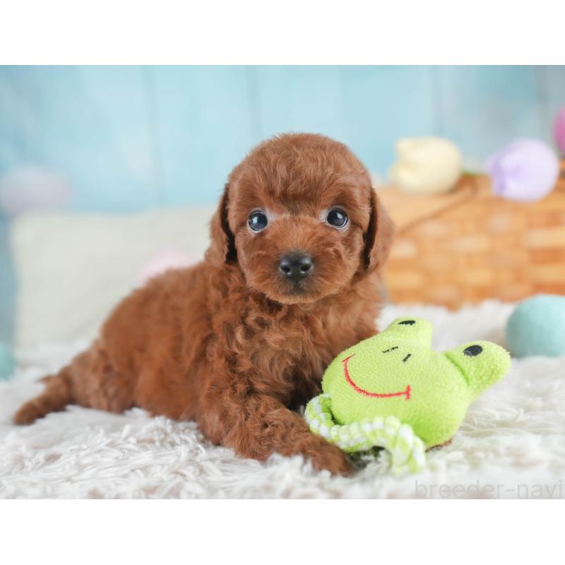 販売中の栃木県のトイプードル-425713の11枚目