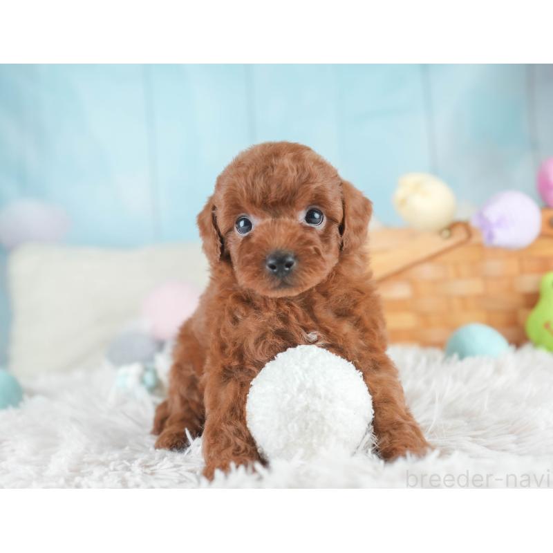 販売中の栃木県のトイプードル-425713の10枚目