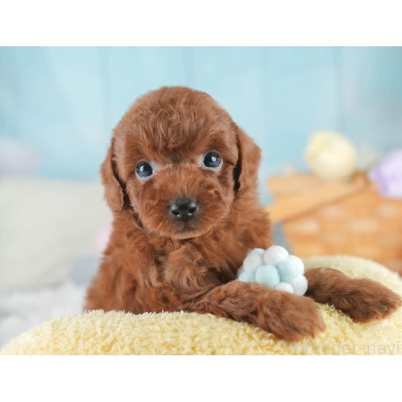 販売中の栃木県のトイプードル-425713の9枚目