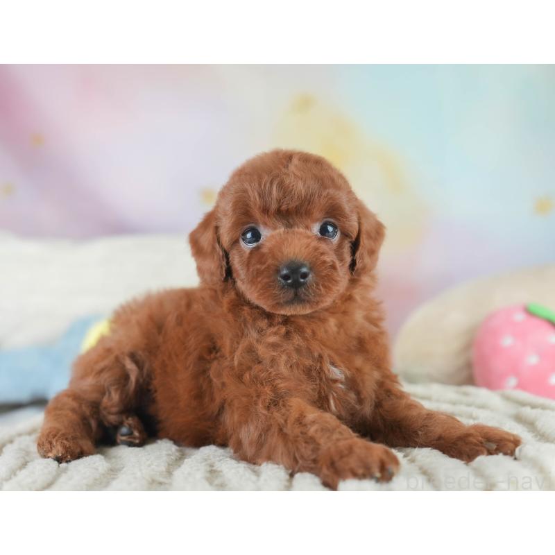 販売中の栃木県のトイプードル-425713の8枚目