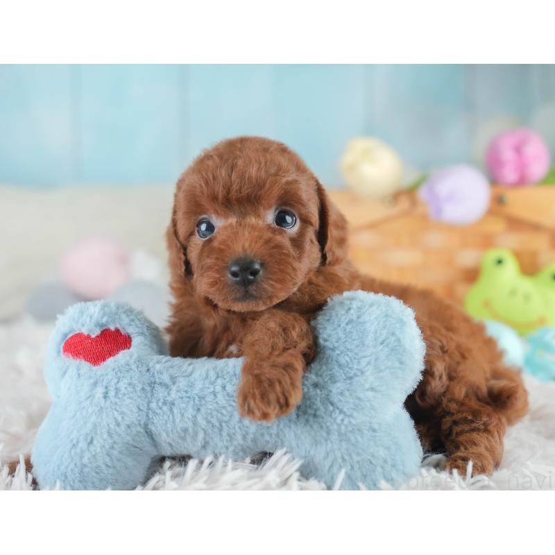 販売中の栃木県のトイプードル-425713の6枚目