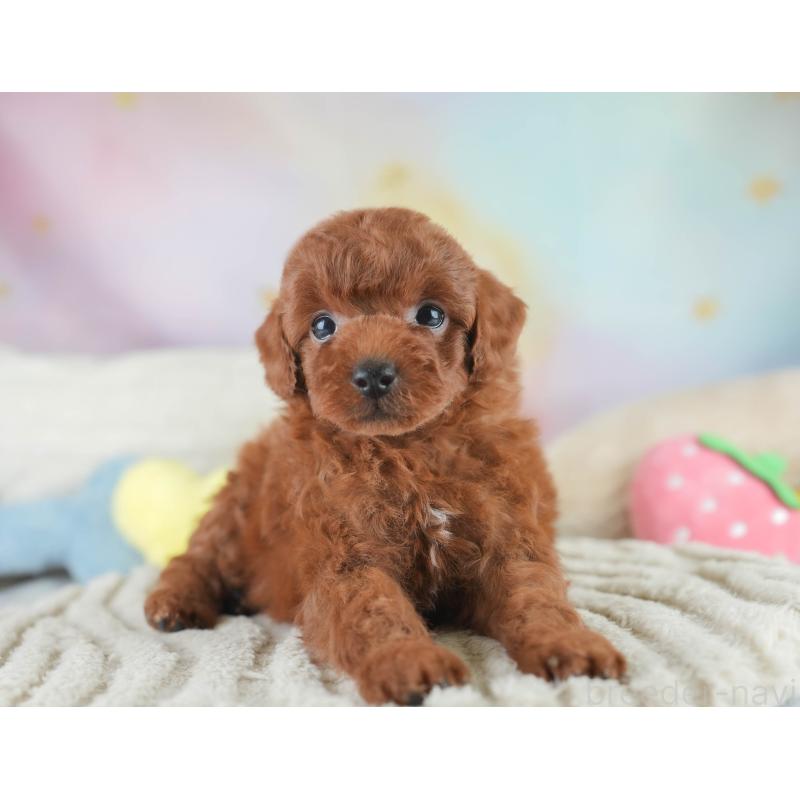 販売中の栃木県のトイプードル-425713の5枚目