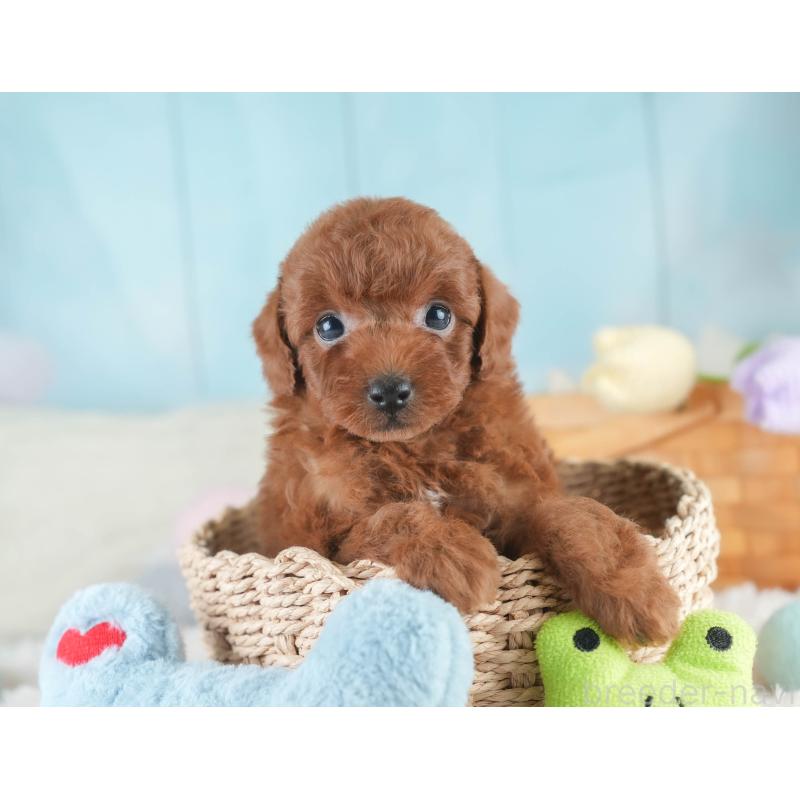 販売中の栃木県のトイプードル-425713の4枚目