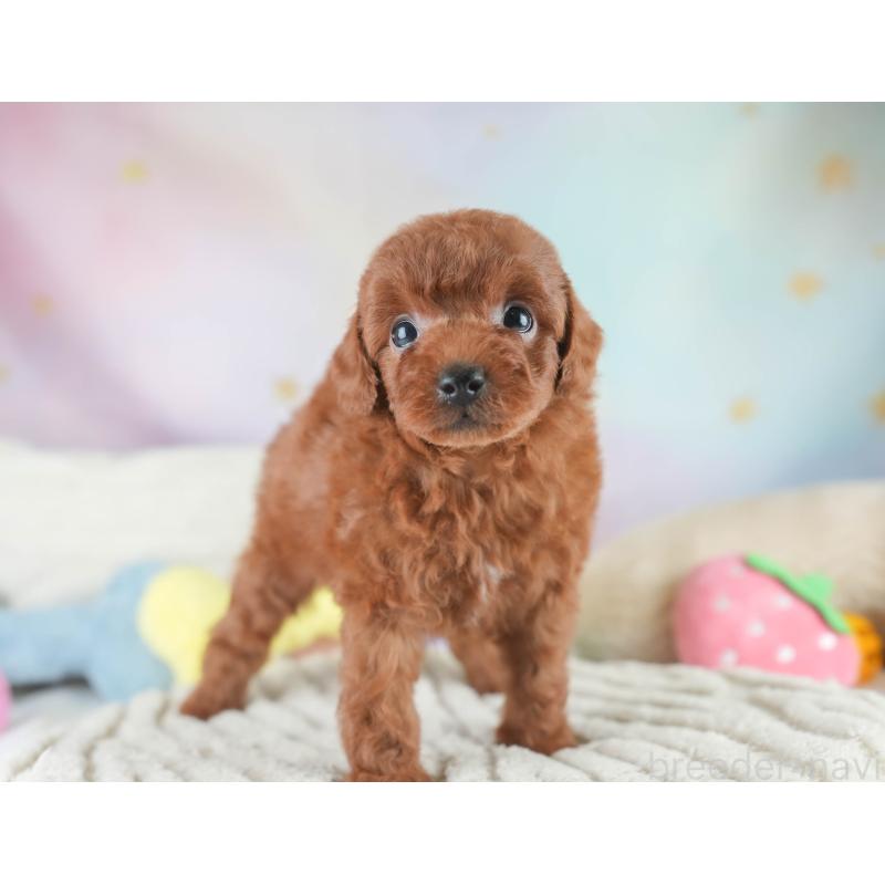 販売中の栃木県のトイプードル-425713の3枚目