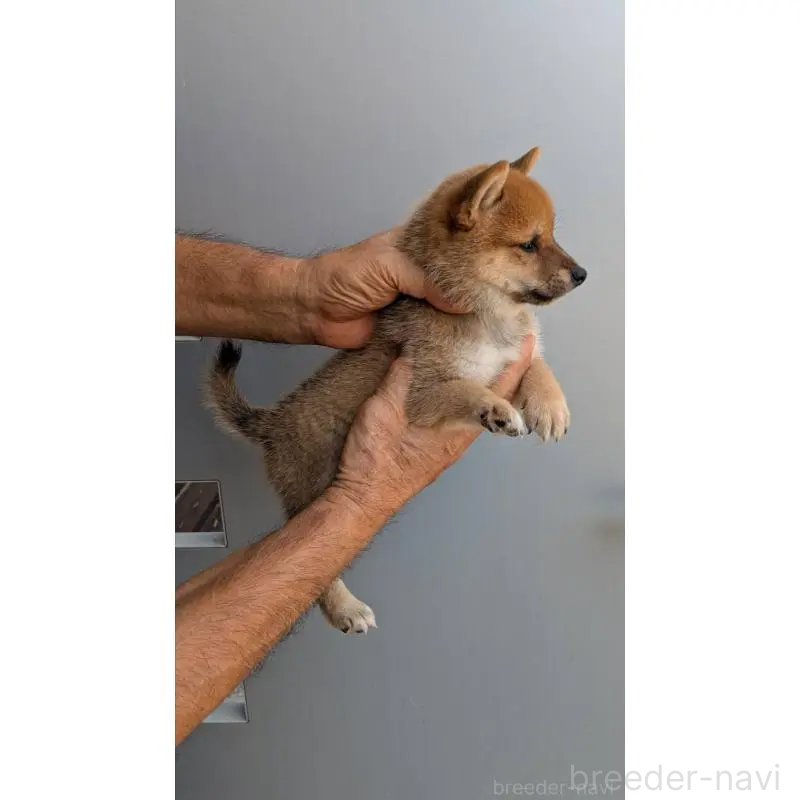 販売中の福岡県の豆柴-425551の3枚目