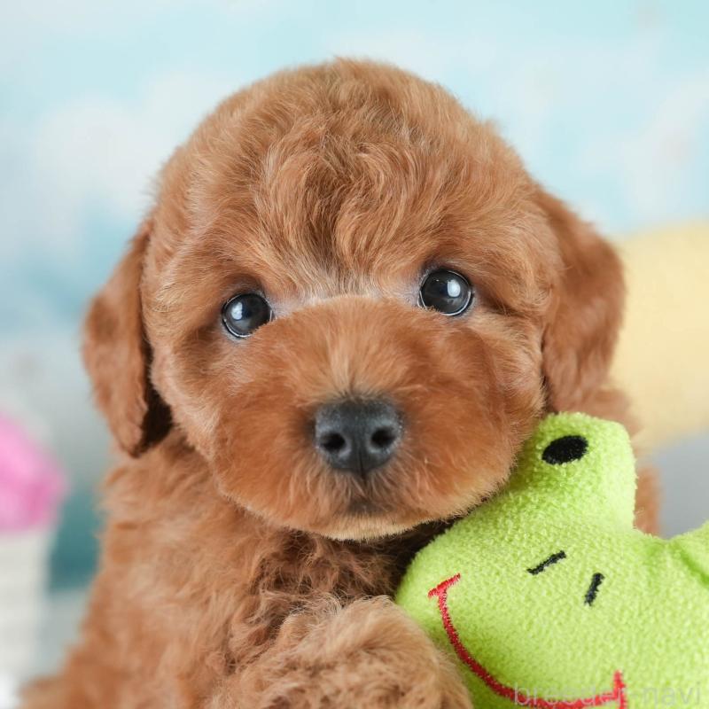 販売中の栃木県のトイプードル-425715の1枚目