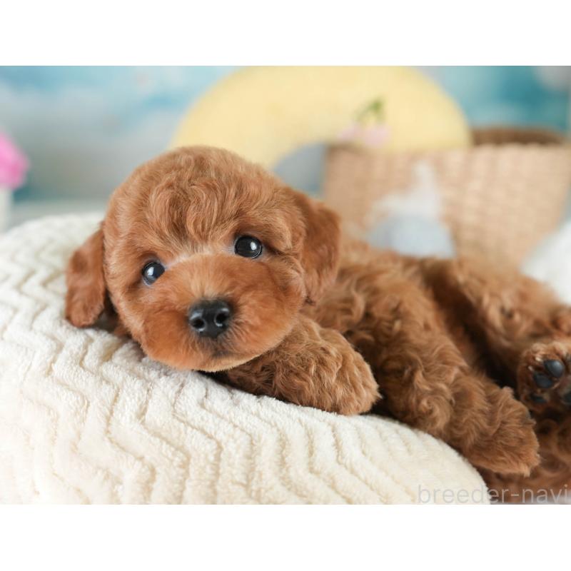 販売中の栃木県のトイプードル-425715の11枚目