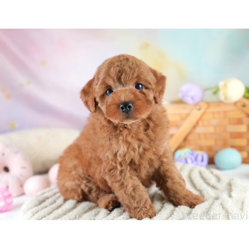 販売中の栃木県のトイプードル-425715の10枚目