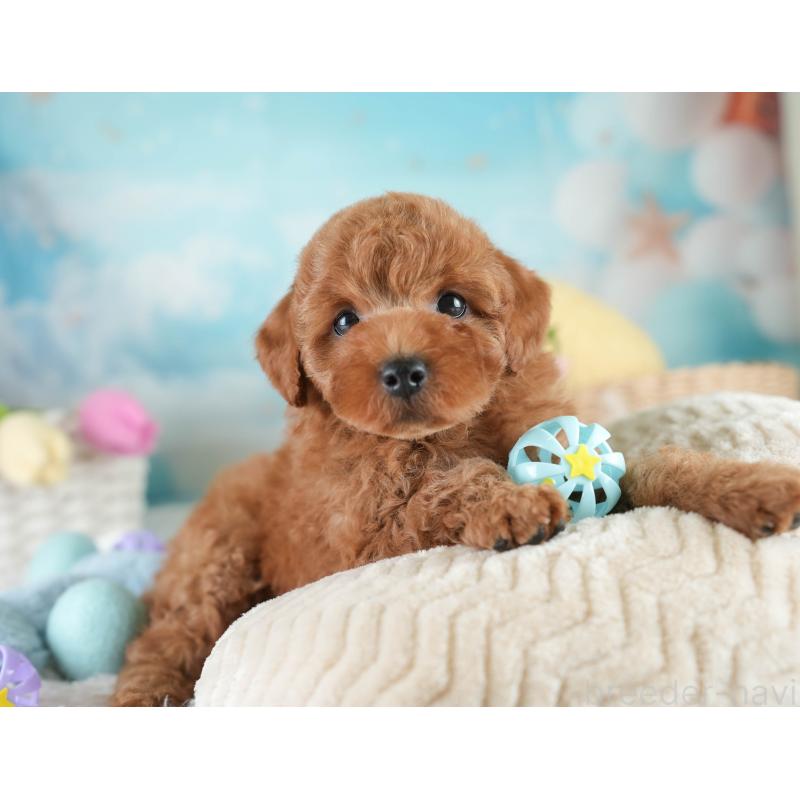 販売中の栃木県のトイプードル-425715の9枚目