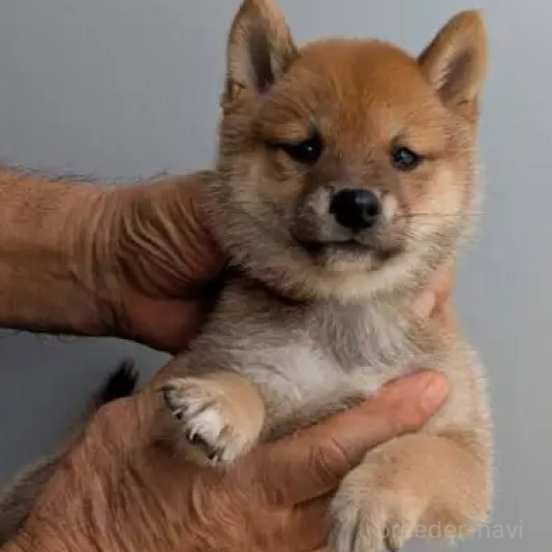 販売中の福岡県の豆柴-425551